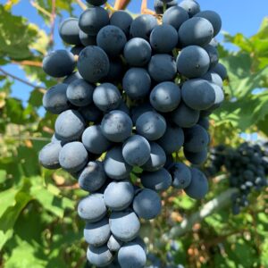 Vigneti di Ettore – Valpolicellan huippuviinit suoraan tuottajalta, Pe 23.10. klo 13:30