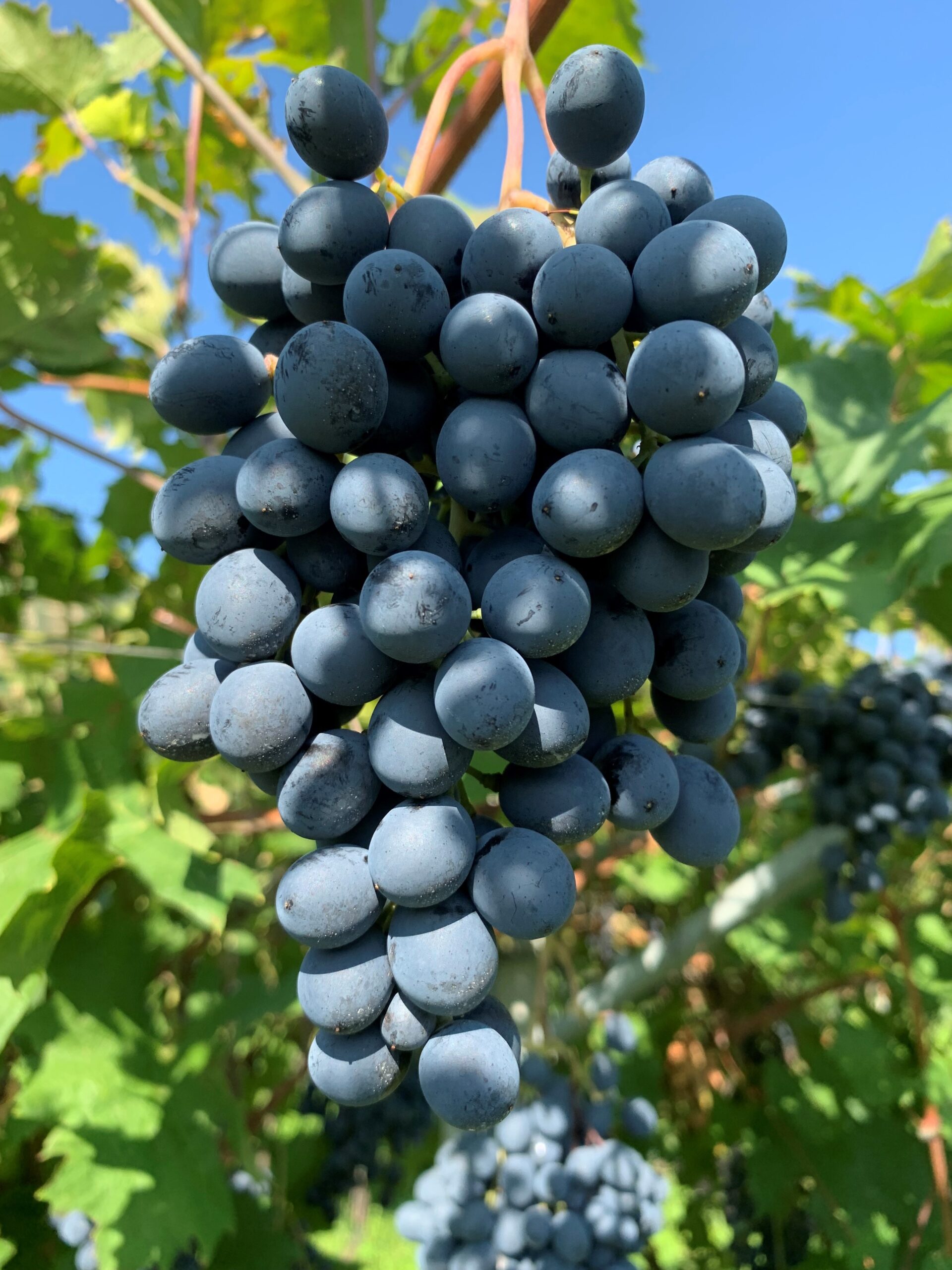 Vigneti di Ettore – Valpolicellan huippuviinit suoraan tuottajalta, Pe 23.10. klo 13:30